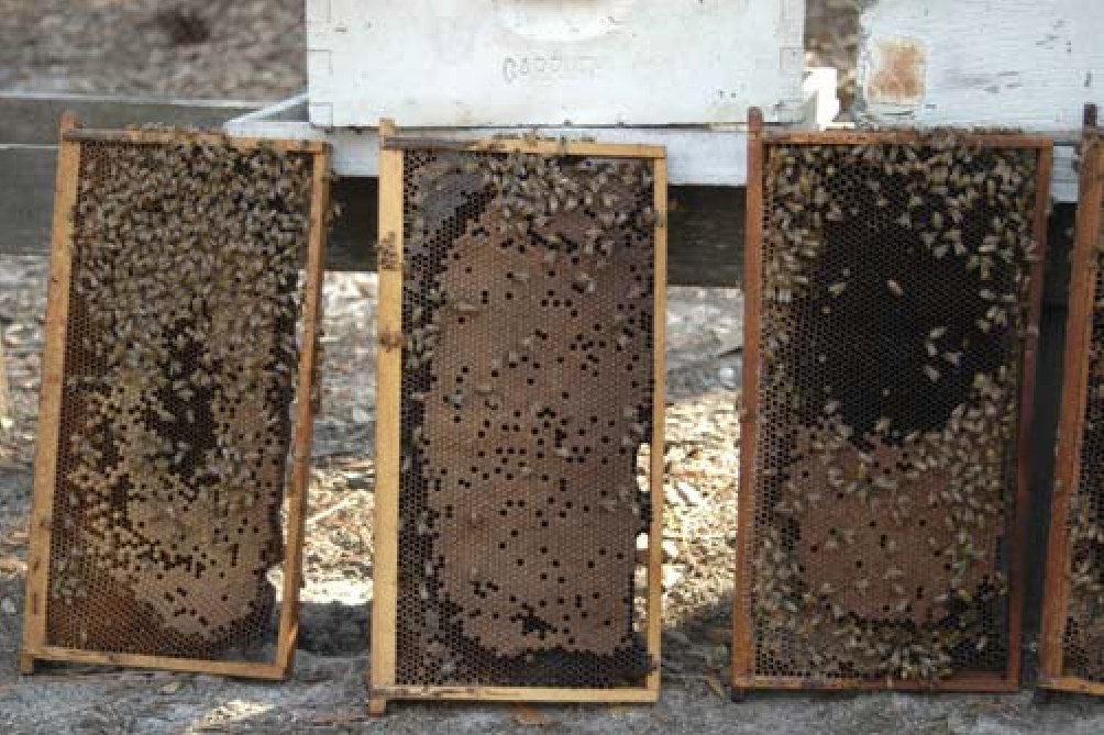 Frames of bees from CCD colonies