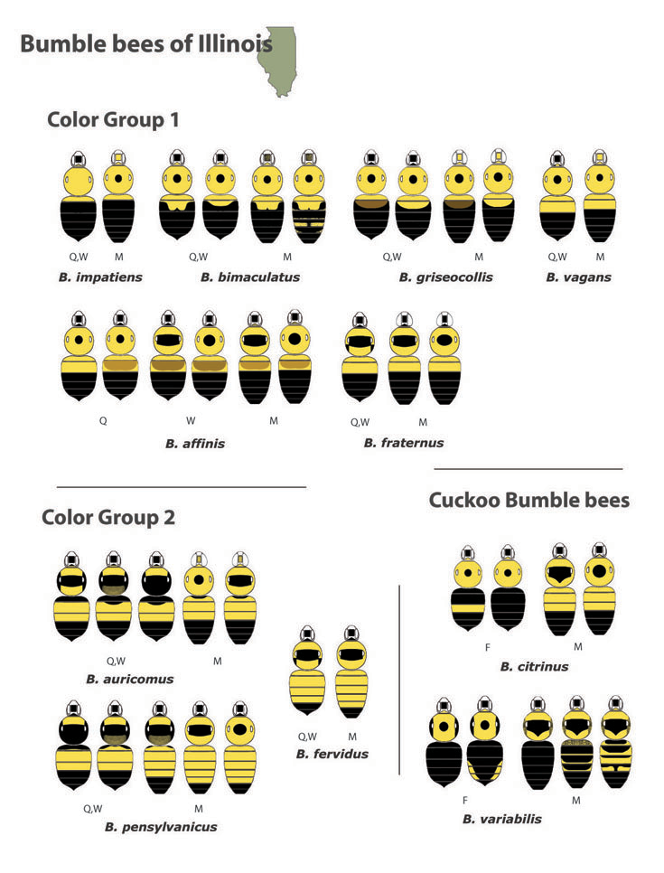 This key to bumble bee color groupings can help you identify bumble bees of Illinois by their markings