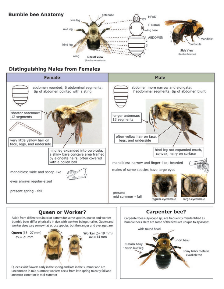 This key to bumble bee anatomy can help you distinguish males from females