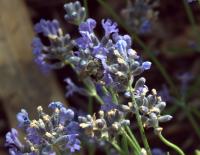 View photo in a new window