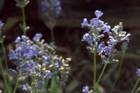 View photo in a new window