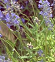 View photo in a new window