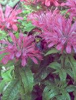 View photo in a new window