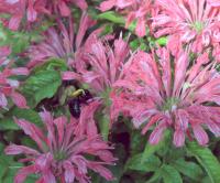 View photo in a new window