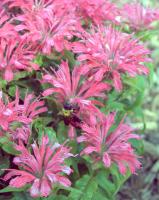 View photo in a new window