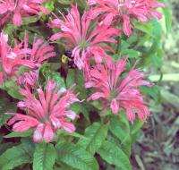 View photo in a new window