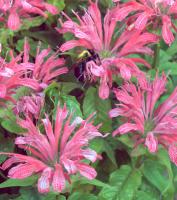 View photo in a new window