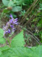 View photo in a new window