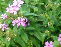 View photo in a new window