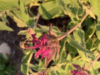 View photo in a new window