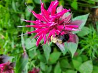 View photo in a new window