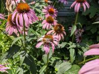 View photo in a new window