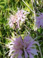 View photo in a new window