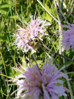 View photo in a new window