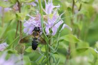 View photo in a new window