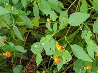 View photo in a new window