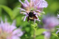 View photo in a new window