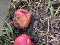 View photo in a new window