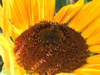 View photo in a new window