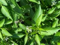 View photo in a new window