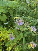 View photo in a new window