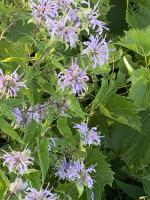 View photo in a new window