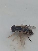 View photo in a new window