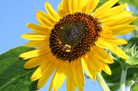 View photo in a new window