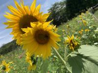 View photo in a new window