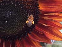 View photo in a new window