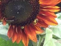 View photo in a new window