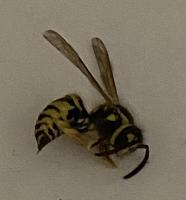 View photo in a new window