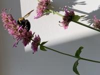 View photo in a new window