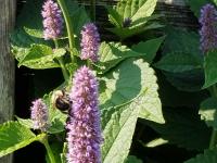 View photo in a new window