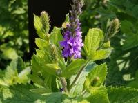 View photo in a new window