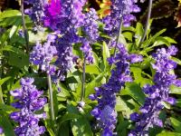 View photo in a new window