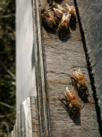 View photo in a new window