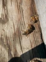 View photo in a new window