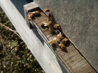 View photo in a new window