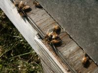 View photo in a new window