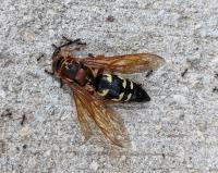 View photo in a new window