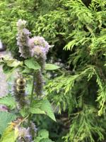 View photo in a new window