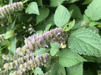 View photo in a new window