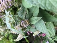 View photo in a new window