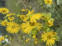 View photo in a new window