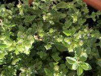 View photo in a new window