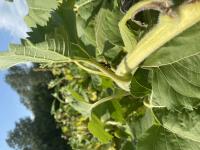 View photo in a new window