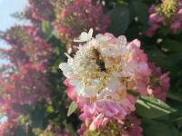 View photo in a new window