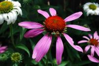 View photo in a new window