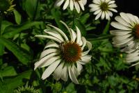 View photo in a new window